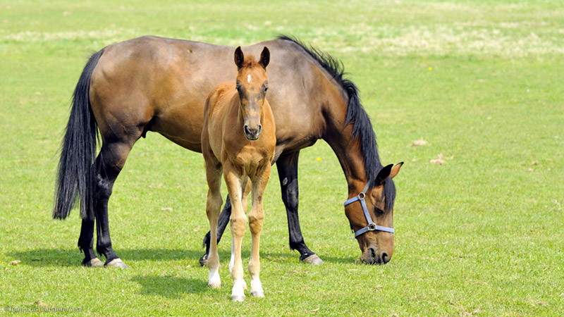 Accueil Conseil Cheval Ile De France